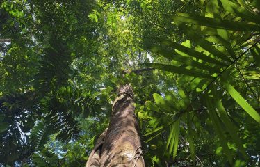 JUNGLE DREAMS FARM: WHERE NATURE MEETS SERENITY – 20 ACRES